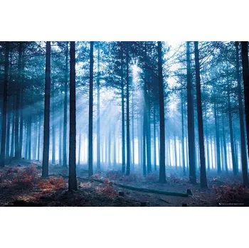 Obraz Plakát Les a Sluneční Paprsky bez rámu 91,5 x 61 cm