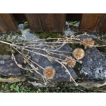 Vánoční dekorace Vánoční umělé květiny bodlák zlatý