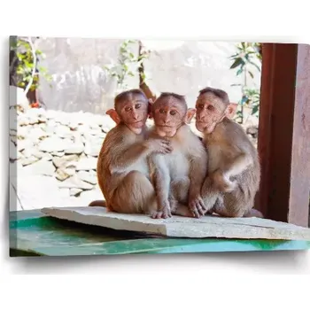 Obraz Sablio Obraz Opičky - 60x40 cm