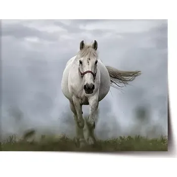 Plakát Sablio Plakát Bílý kůň 3 - 60x40 cm