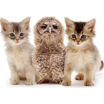 Pohlednice 3D - Sova a Koťata