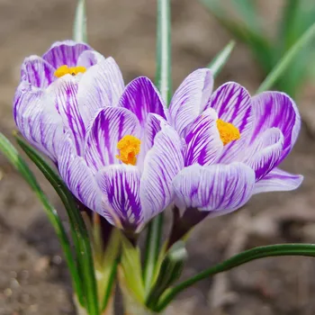 Semeno Krokus King of Striped - Crocus vernus - hlízy krokusu - 3 ks