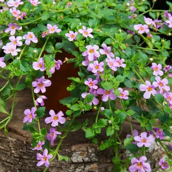 Semeno Bakopa Pinktopia - Bacopa sutera cordata - semena bakopy - 7 ks