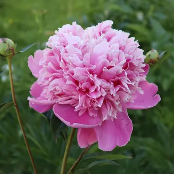 Cibulovina Pivoňka plnokvětá Dr. Alex Flamming - Paeonia lactiflora - hlízy pivoňky - 1 ks