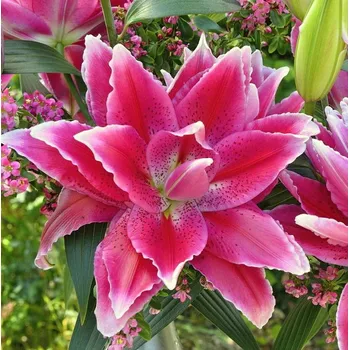 Cibulovina Lilie Roselily Doria 3 ks