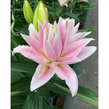 Cibulovina Lilie Milano 3 ks