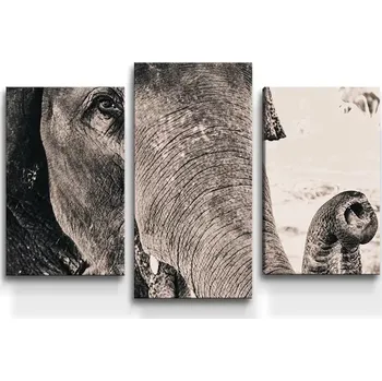Obraz Sablio Obraz - 3-dílný Slon - 75x50 cm