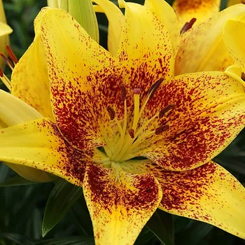 Cibulovina Lilie Tiny Nugget 3 ks