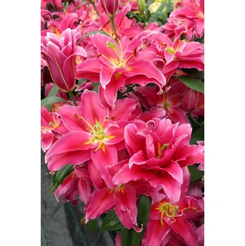 Cibulovina Lilie Grand Amour 3 ks