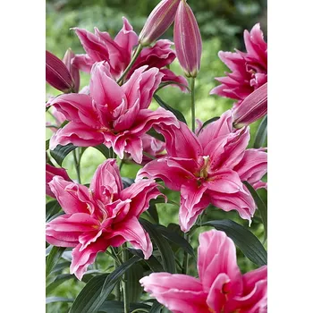 Cibulovina Lilie Roselily Elena 3 ks