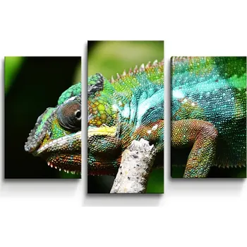 Obraz Sablio Obraz - 3-dílný Chameleon - 75x50 cm