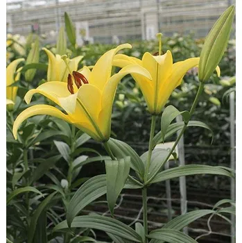 Cibulovina Lilie Yelloween 3 ks