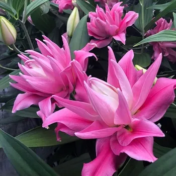 Cibulovina Lilie Kadango 3 ks