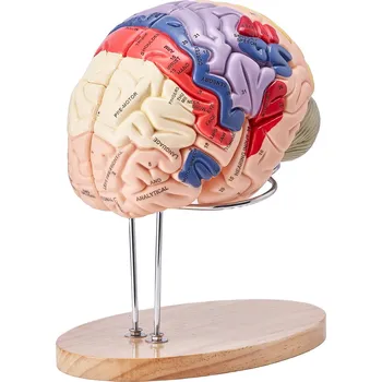 Vevor Anatomický model lidského mozku 2× životní velikost, 4 díly, s popisy