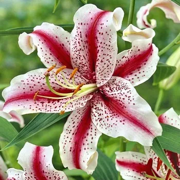 Cibulovina Lilie Tiger Woods 3 ks