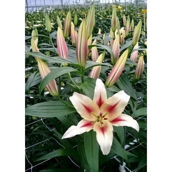 Cibulovina Lilie Nymph 3 ks