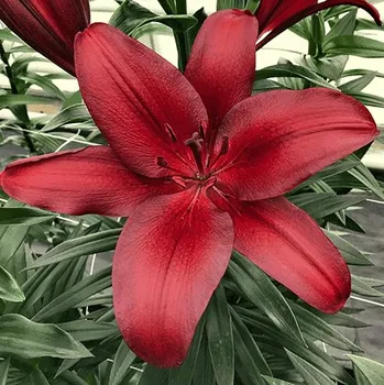 Cibulovina Lilie Orfeo 3 ks