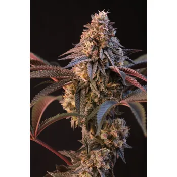 Semeno FastBuds Lemon Cherry Runtz Balení: 3ks