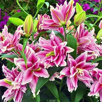 Cibulovina Lilie Roselily Ciara 3 ks