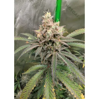 Semeno FastBuds Papaya Sherbet Balení: 5ks