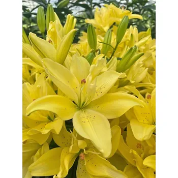 Cibulovina Lilie Pura Luna 3 ks