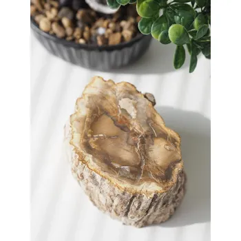 Zkamenělé dřevo, 609 g