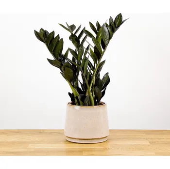 Sazenice DMP Zamioculcas zamiifolia Raven 14 cm
