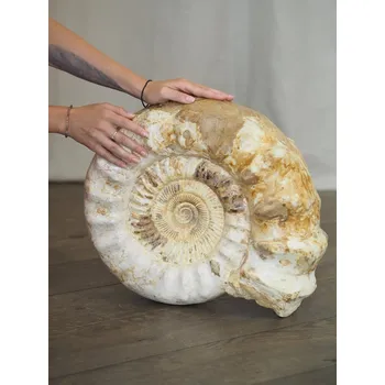 Přírodní kámen Fosilie Amonit, 30,2 kg