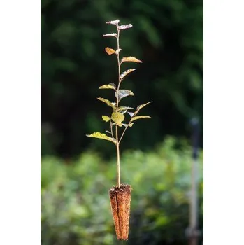 Sazenice Červený buk lesní - balení po 100 ks pro živý plot 26-35 cm QP60