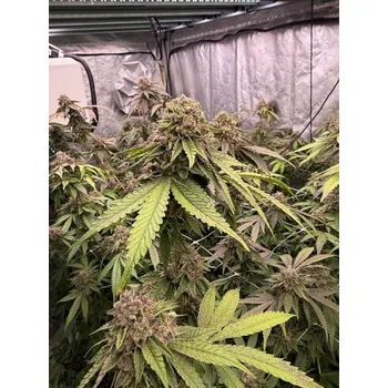 Semeno FastBuds Biscotti Gelato Balení: 1ks