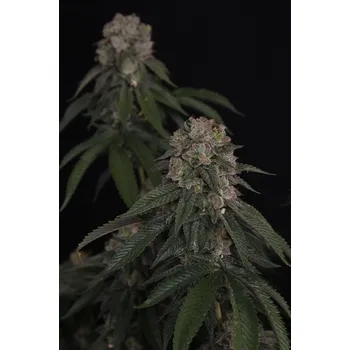 Semeno FastBuds GG4 Balení: 1ks