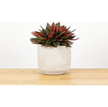 Sazenice Peperomia caperata Rosso 11 cm