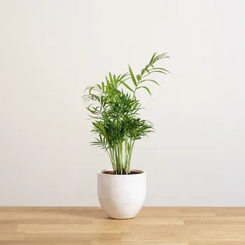 Sazenice DMP Chamaedorea elegans 'S' 12 cm