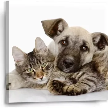 Obraz Sablio Obraz Kočička a štěňátko - 50x50 cm
