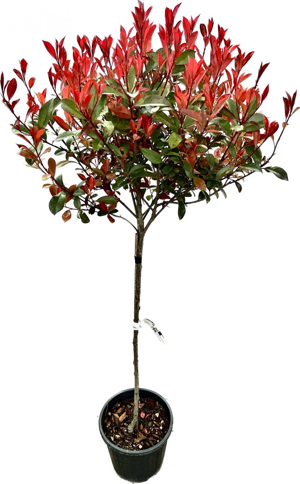 Photinia fraseri ´Carre Rouge´ - blýskavka na kmínku, kmen 80cm