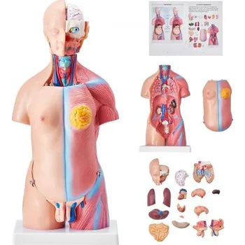 VEVOR GGJRQGMX1JTRKRDCZV0 model lidského těla