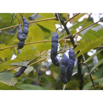 Sazenice Dekaisnea Fargesova Balení: kontejner C4