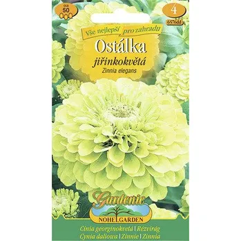 Semeno Ostálka lepá jiřinkokvětá zelená