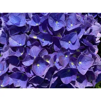 Sazenice Hortenzie velkolistá 'Jip Blue' Balení: kontejner p12