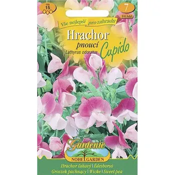 Semeno Hrachor vonný pnoucí růžovobílý CUPIDO