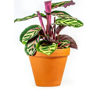 Gardners Calathea roseopicta Cora, průměr 12 cm Kalatea
