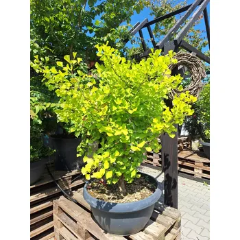 Sazenice Jinan dvoulaločný 'Horizontalis'