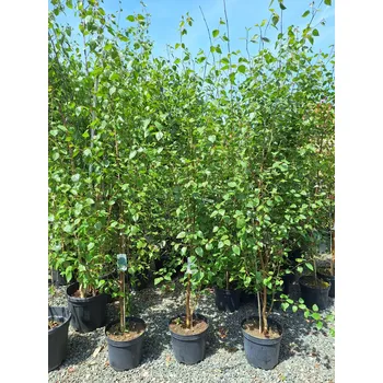 Sazenice Bříza himalájská 'Jacquemontii' , výška 190-200cm, kontejner 20l