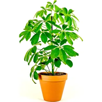 Gardners Schefflera Arboricola, průměr 13 cm Šeflera