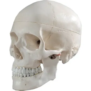 anatomický model Anatomický model lidské lebky 22 x 14 x 16 cm