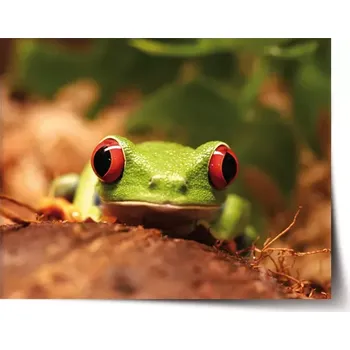 Plakát Sablio Plakát Zelená žába - 60x40 cm