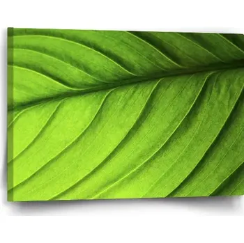 Obraz Sablio Obraz List - 60x40 cm