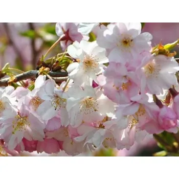 Sazenice Třešeň chloupkatá 'Autumnalis Rosea' - kontejner Balení: kontejner C4, Tvar: výška 60-80 cm
