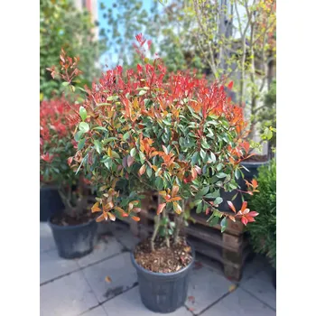 Sazenice Blýskavka Fraserova 'RED ROBIN' v100-120cm, vícekmen, kontejner 35l