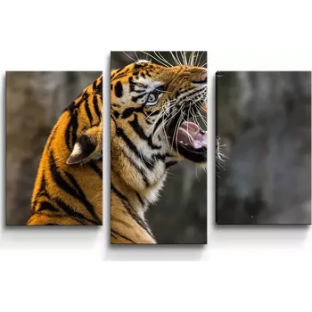 Obraz Sablio Obraz - 3-dílný Řvoucí tygr - 75x50 cm